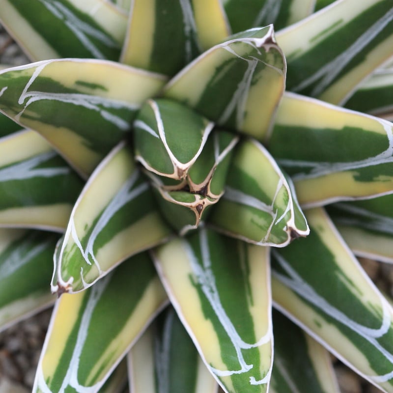 アガベ ロッキー雪山 | hanayoshi-botanical