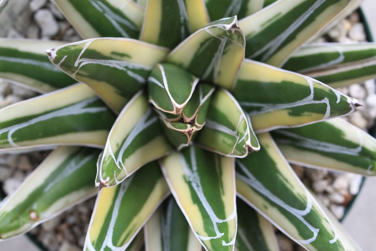 アガベ ロッキー雪山 | hanayoshi-botanical