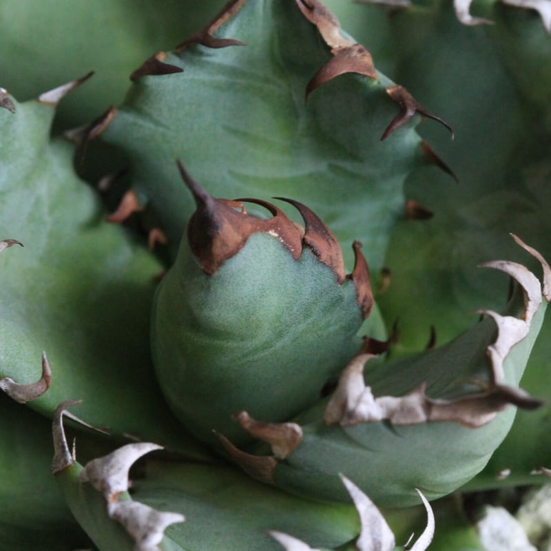 アガベ チタノタ NO.1 | hanayoshi-botanical