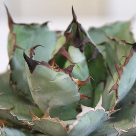 Agave チタノタ ブラック＆ブルー