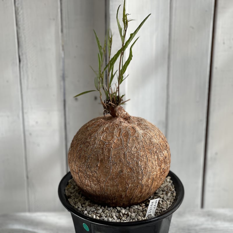 ユーフォルビア・イポメア ボルジアーナ】 現地球発根活着済み