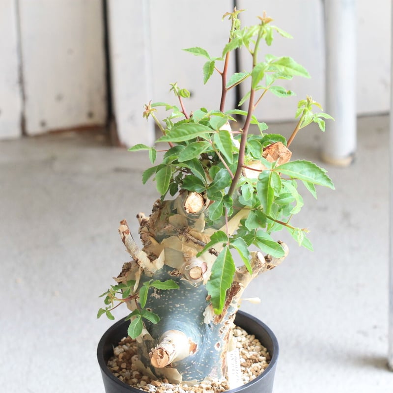 コミフォラ カタフ | hanayoshi-botanical