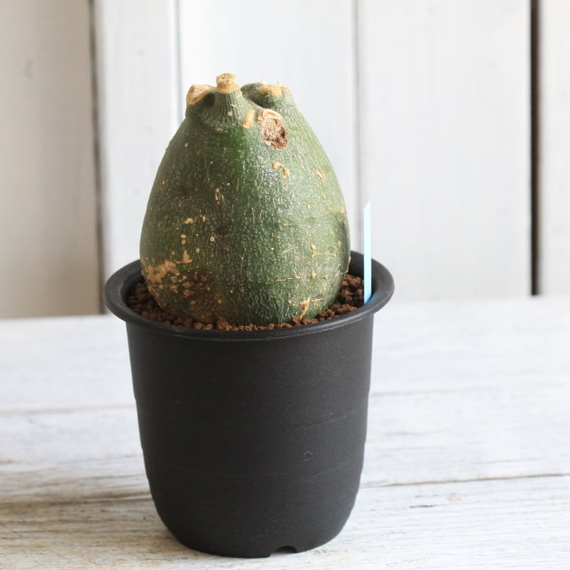 アデニア プセウドグロボーサ | hanayoshi-botanical