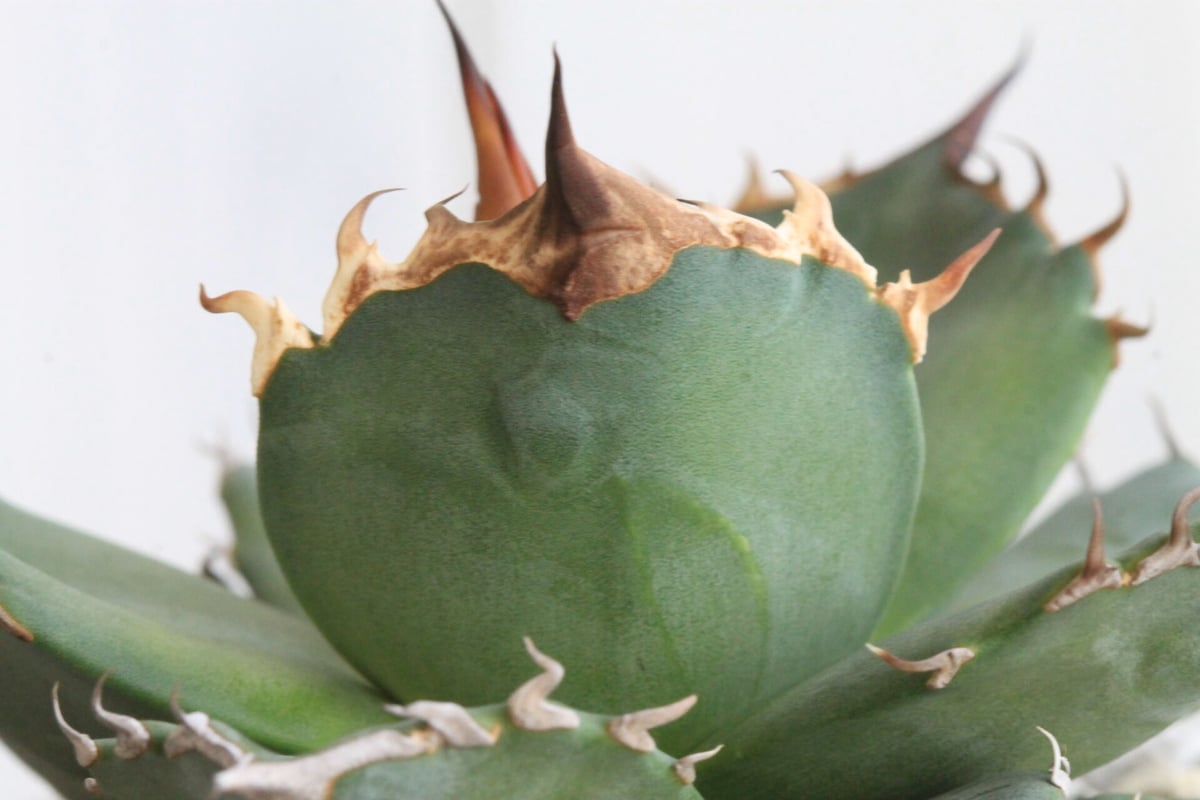 アガベ チタノタ 側無刺01 | hanayoshi-botanical