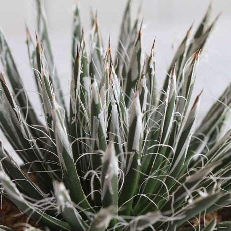 Agave　樹氷