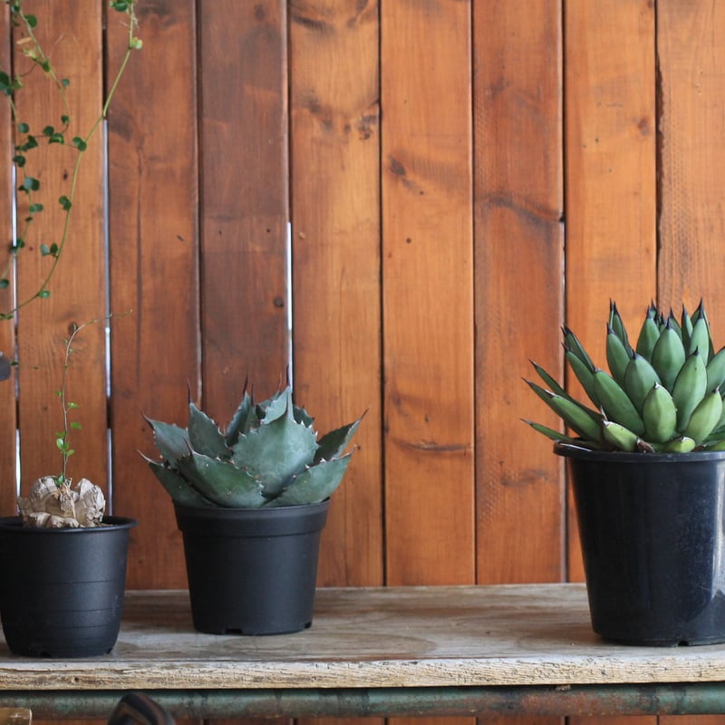 Agave Royal Spin アガベ ロイヤルスピン | hanayoshi-botanical