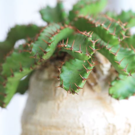 Eupholbia  ステラータ 飛竜