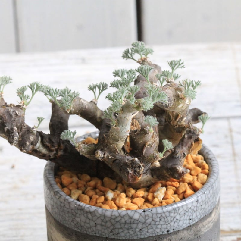 サルコカウロン・ムルチフィズム 良型陶器鉢付き