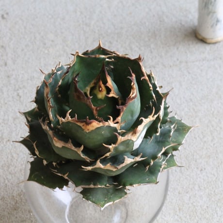 Agave titanota Jupiter