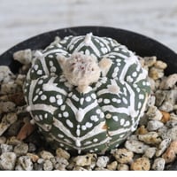 コピアポア グリセオビオラセア | hanayoshi-botanical