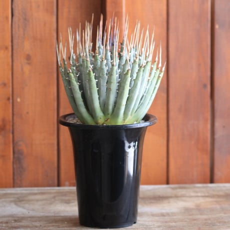 Agave　ユタエンシス　エボリスピナ