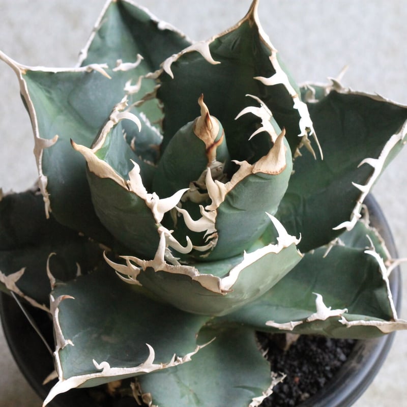 アガベ チタノタ ホワイトシャーク（特選） | hanayoshi-botanical