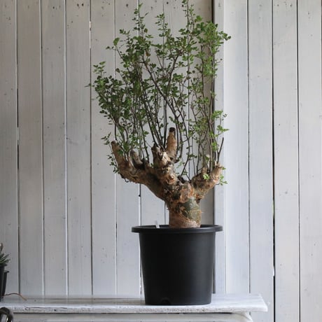 Bursera ファガロイデス