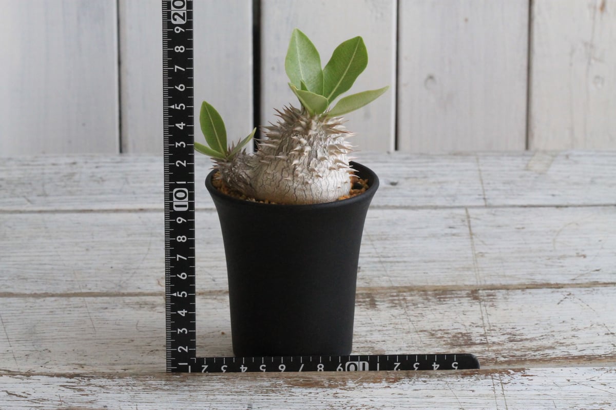 パキポディウム デンシカウレ 恵比寿大黒① | hanayoshi-botanical