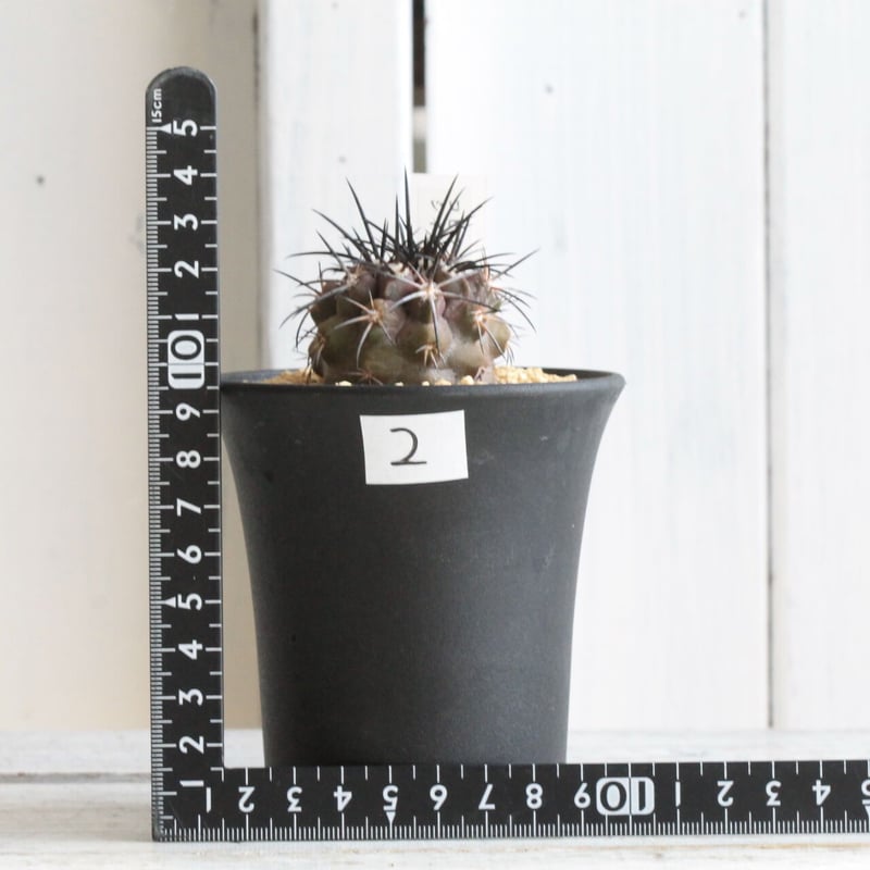 コピアポア シネレア✖デュラ（実生） | hanayoshi-botanical