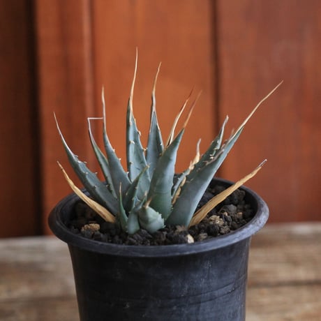 Agave  utahensis eborispina  ユタエンシス　エボリスピナ