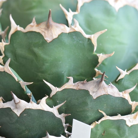 Agave titanota (N.F)