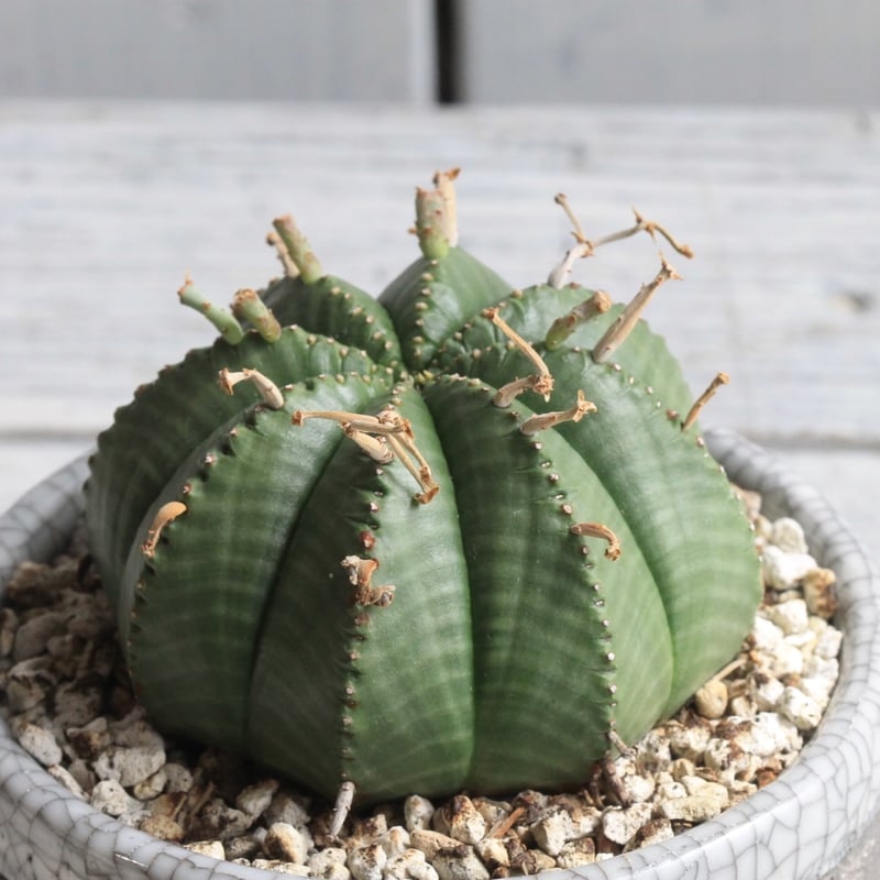 【超超超希少‼️】現地球✨ユーフォルビア クネアータ YOSITAKA様専用ユーフォルビアセット ユーフォルビア パリダ Hanayoshi