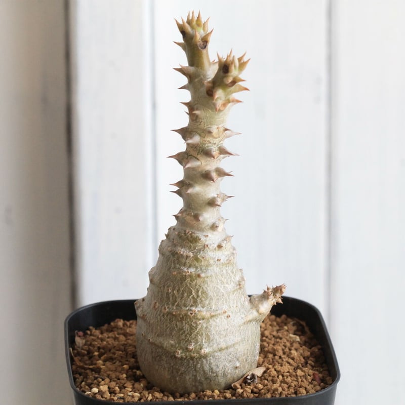 国内実生 パキポディウム ウィンゾリー⑤ (グラキリス チタノタ パキプス