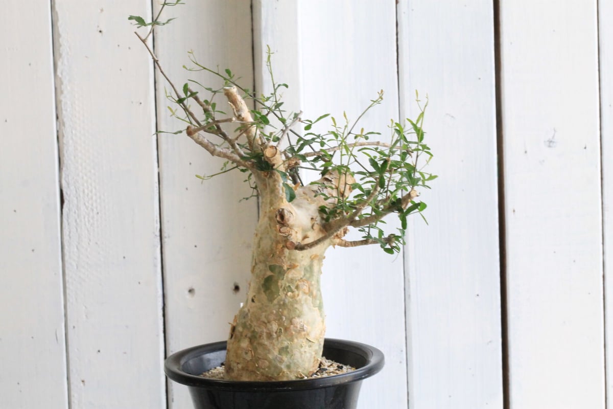 コミフォラ フンベルティ | hanayoshi-botanical