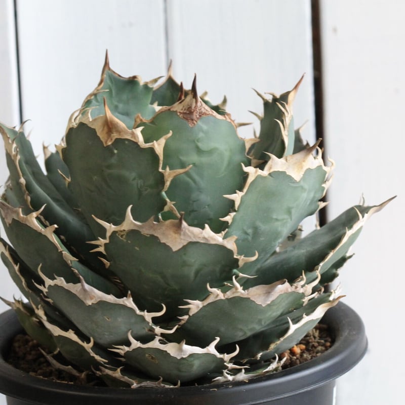 アガベ チタノタ FO-76 | hanayoshi-botanical