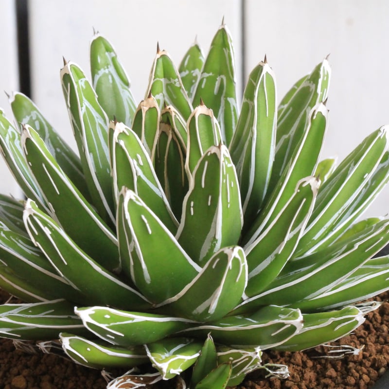 特選　アガベ　姫笹の雪 アガベ 特選笹の雪（小嶌） | hanayoshi-botanical