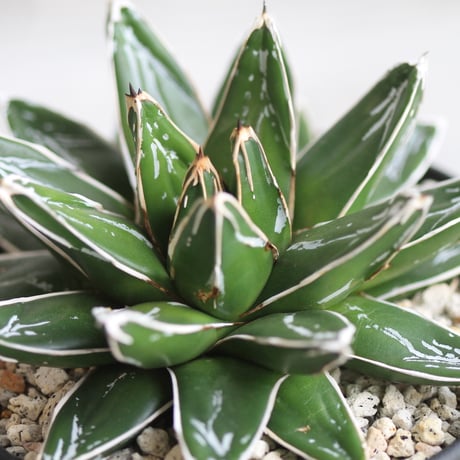 アガベ　帯向笹の雪　ダルマ①