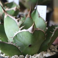 アガベ 特選笹の雪（S-1） | hanayoshi-botanical