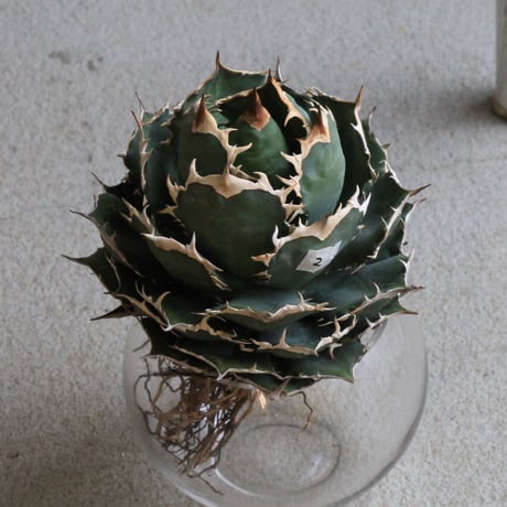 Agave titanota Jupiter