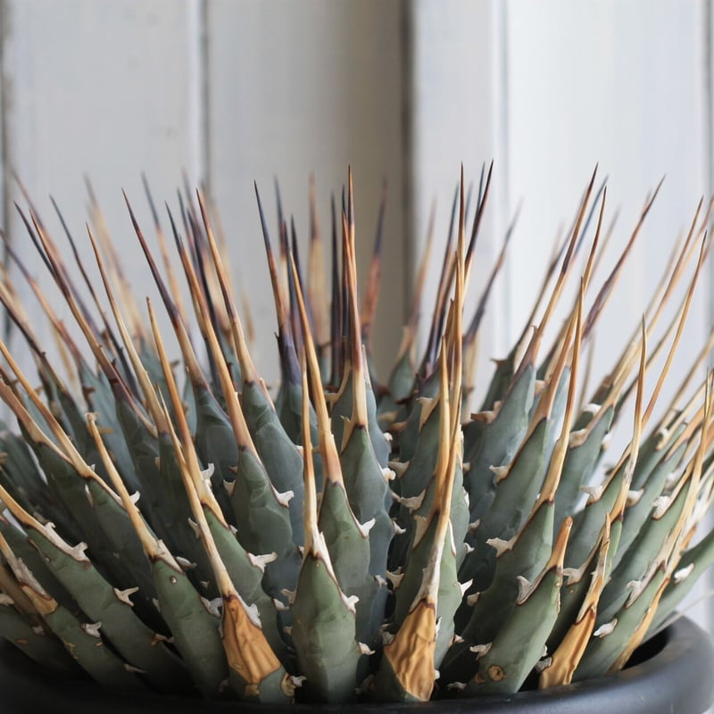 アガベ ユタエンシス ネバデンシス | hanayoshi-botanical