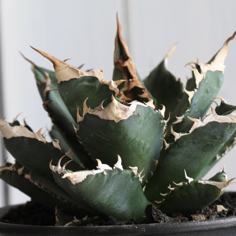 アガベ チタノタ（特選US輸入株） | hanayoshi-botanical