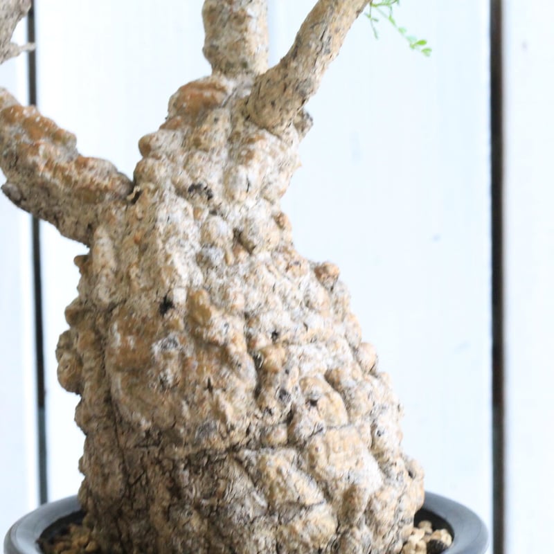 オペルクリカリア パキプス | hanayoshi-botanical