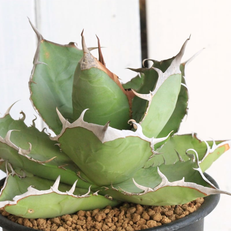 アガベ　チタノタ　白鯨　コンパクト仕立て株 アガベ・チタノタ白鯨（厳選コンパクト）-036｜agave titanota