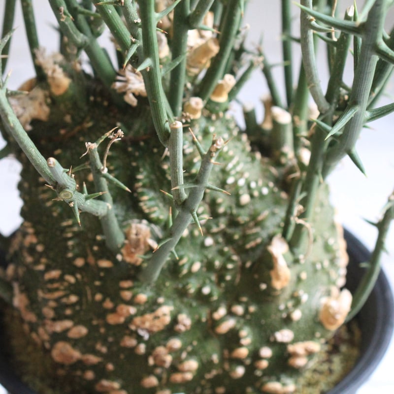 大特価値下げ不可　アデニア　グロボーサ アデニア グロボーサ | mana's farm:塊根植物・アガベ・ドライガーデン