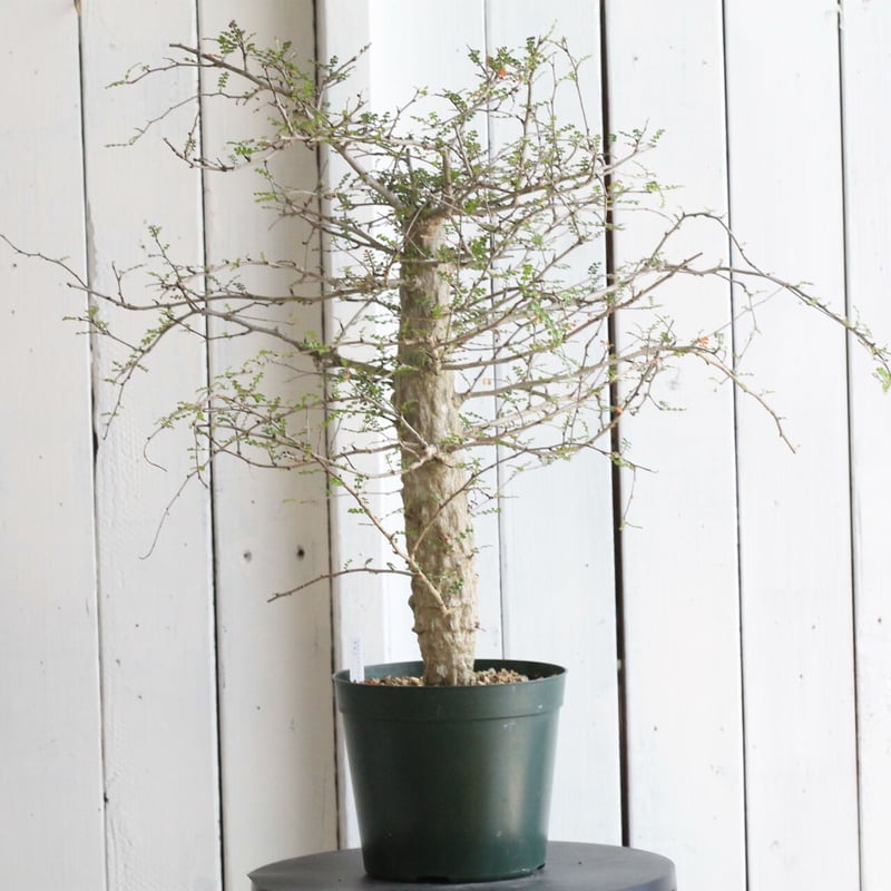 オペルクリカリア デカリー | hanayoshi-botanical