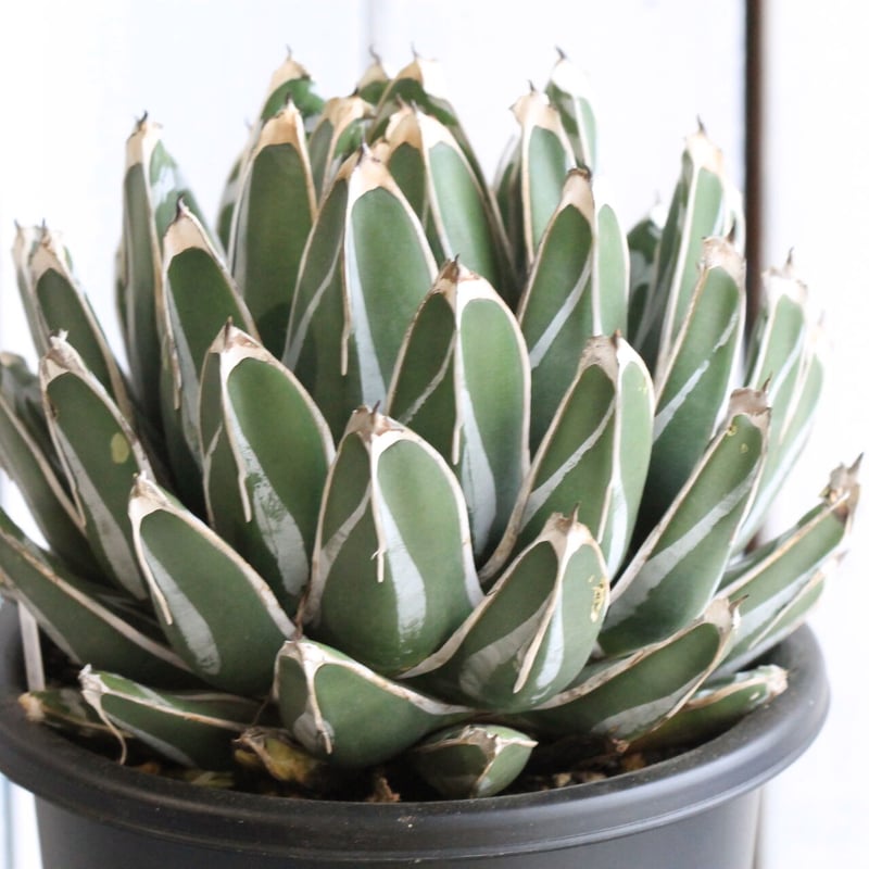 アガベ 笹の雪 コンパクタ | hanayoshi-botanical