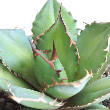 Agave　シエラミクスティカ