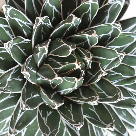 Agave 特選笹の雪