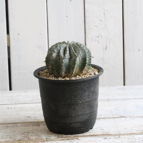 ユーフォルビア　玉型ホリダ