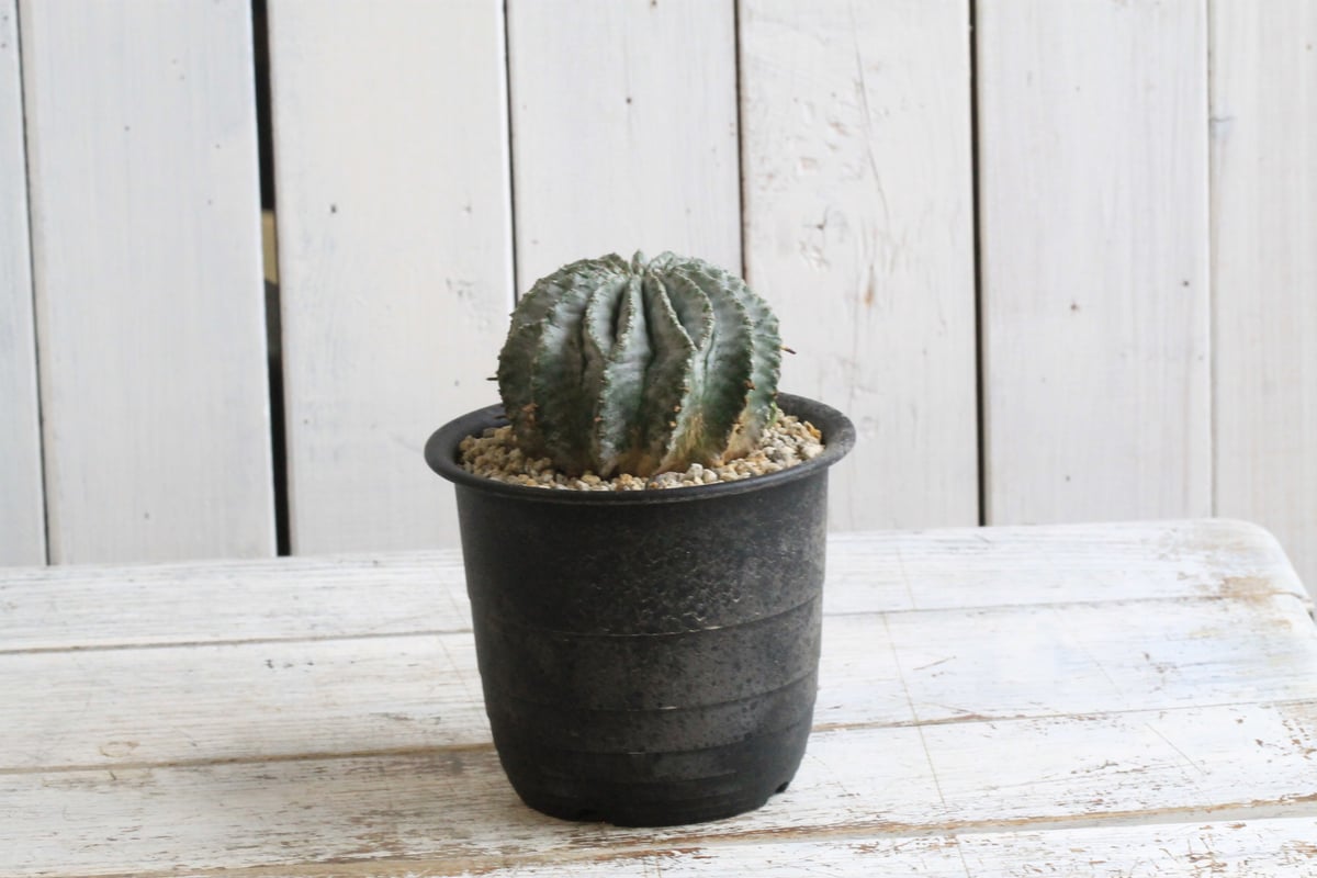 ユーフォルビアホリダ スーパーホリダ 純血統 極選抜 大サイズ Euphorbia horrida. ユーフォルビア ホリダ（スーパーホリダ