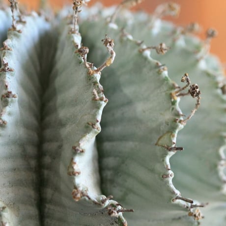 Euphorbia horrida アルバ