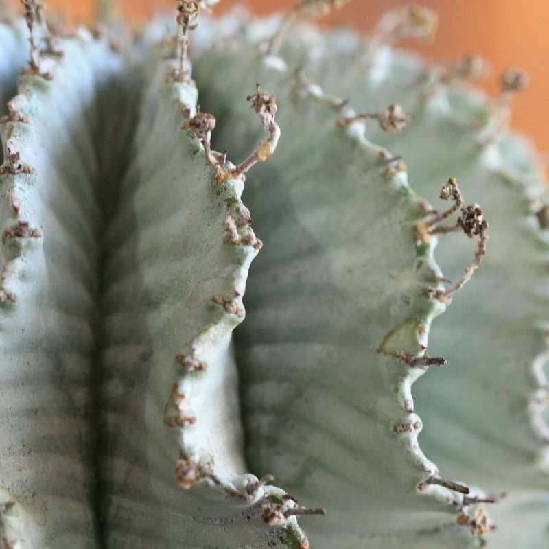Euphorbia horrida アルバ | hanayoshi-botanical