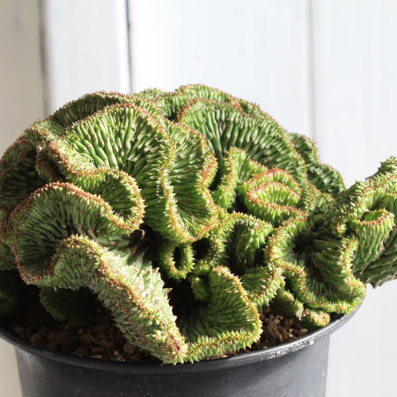 ユーフォルビア　ホリダ ユーフォルビア・ホリダ（HYB）｜観葉植物 | GREENS FOR GOOD