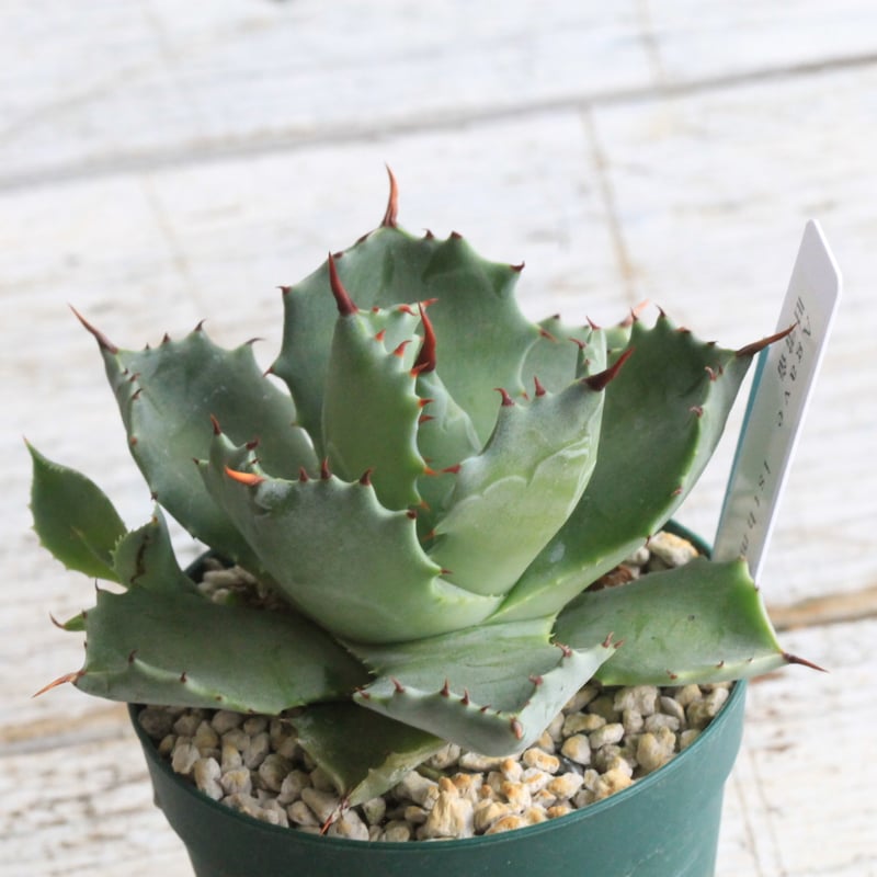 アガベ イシスメンシス 旧雷帝② | hanayoshi-botanical