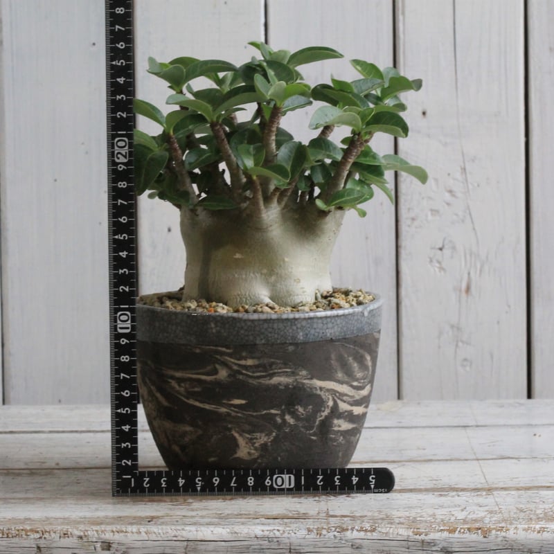 アデニウム 小型アラビカム Hanayoshi-botanicalオリジナルポット | han