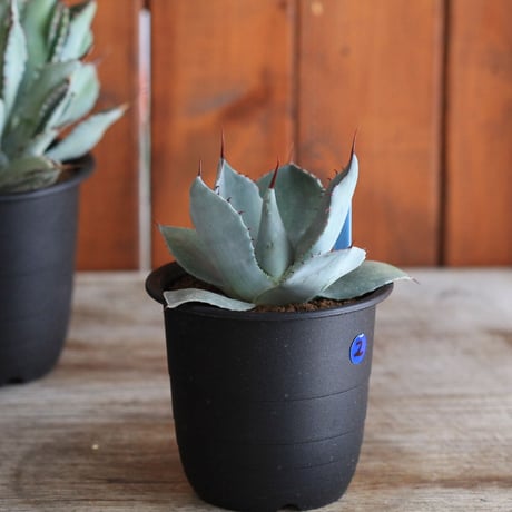 Agave parry v. truncata