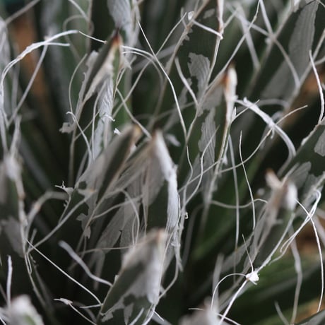 Agave　樹氷