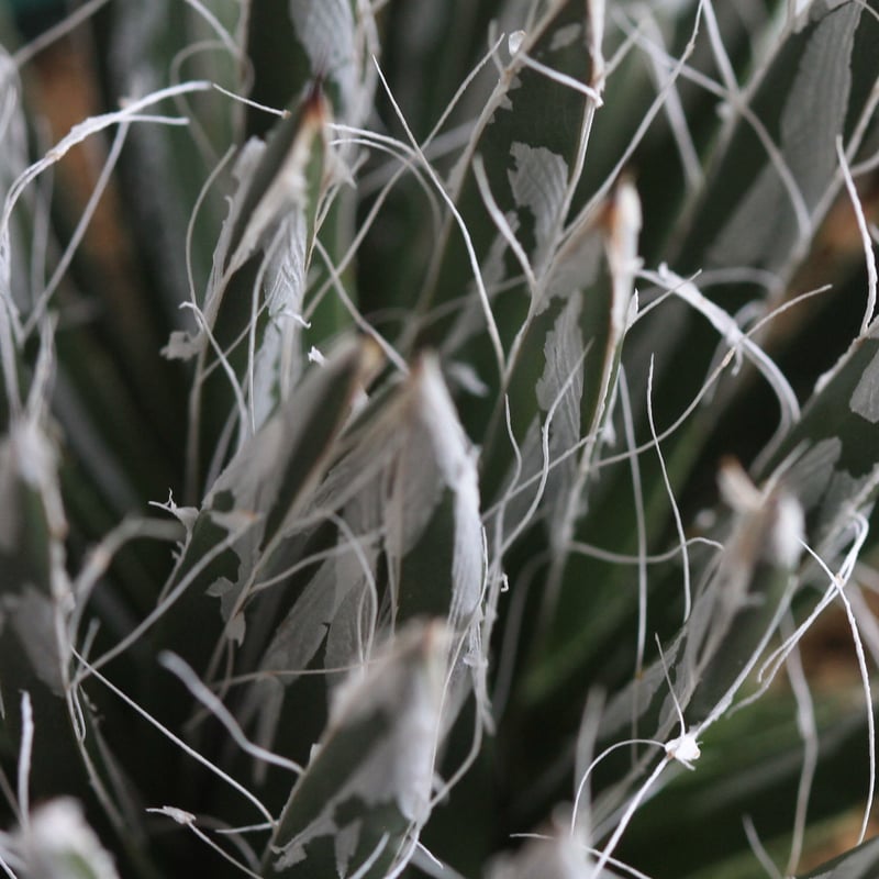 Agave 樹氷 | hanayoshi-botanical