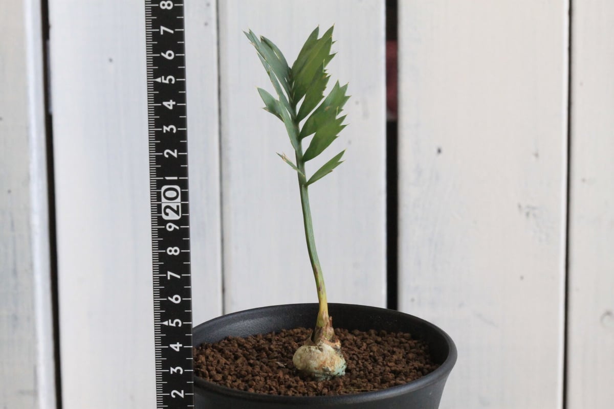 エンセファラルトス ホリダス | hanayoshi-botanical