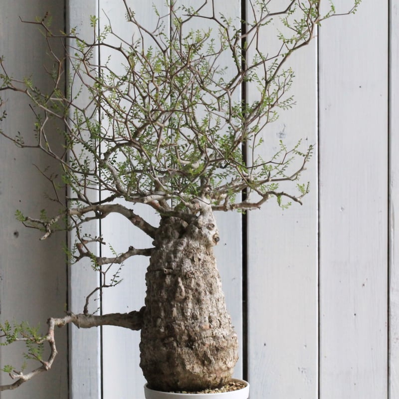 FP37 オペルクリカリア パキプス ベアルート株 オペルクリカリア パキプス ベアルート株 FP37 オペルクリカリア